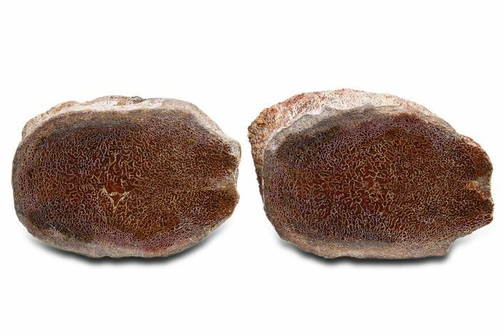 Cut Agatized Dinosaur Bone (Gembone) Vertebra - New Mexico #340066